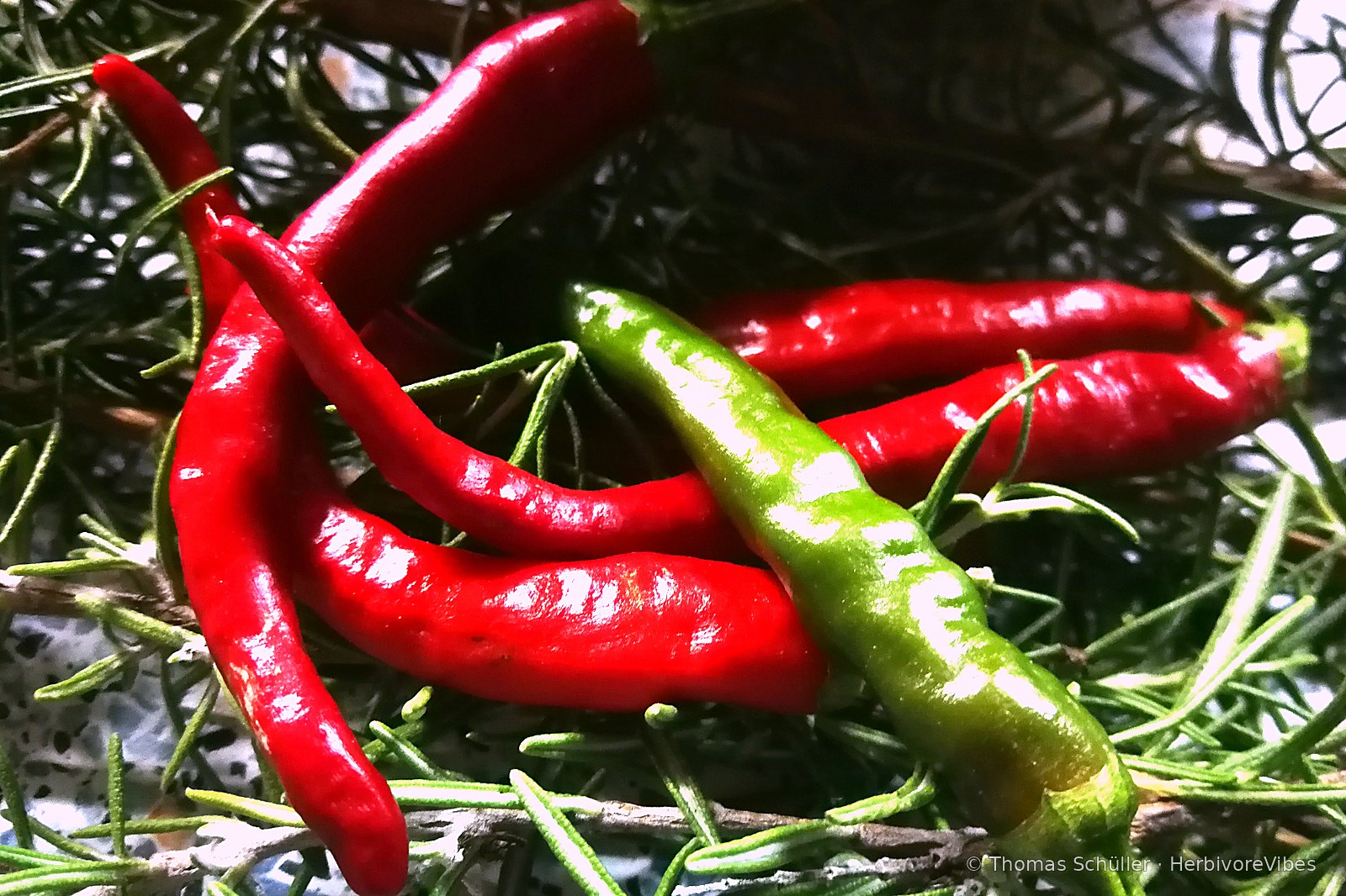 Rote und grüne Chilischoten auf frischen Rosmarinzweigen